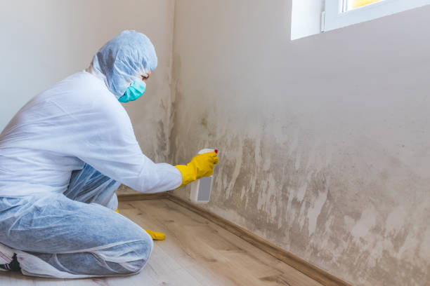 Licensed Basement Mold Remediation service in Frankfort, MI - WQB Mold Removal