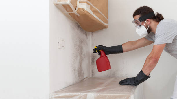 Professional Basement Mold Remediation technician working in Frankfort, MI