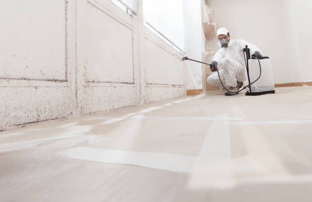 24/7 Emergency Basement Mold Remediation experts in Frankfort, MI