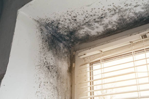 Affordable Basement Mold Remediation solutions in Frankfort, MI